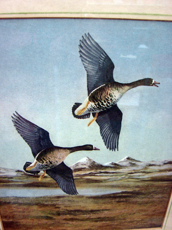 7 Vintage Framed Matted Angus H. Shortt Illustration Waterfowl Ducks Geese Set Pictures, Moose-R-Us.Com Log Cabin Decor