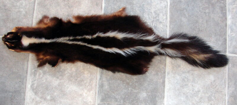 Tanned Taxidermy Skunk Pelt Canada Real Fur, Moose-R-Us.Com Log Cabin Decor