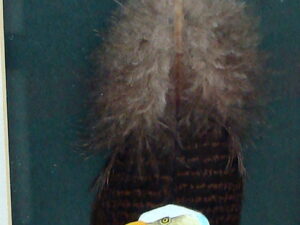 Hand Painted Bald Eagle Head on Wild Turkey Feather Framed Gorgeous