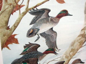 Vintage Ducks Unlimited 1989 John Ruthven Green-Winged Teal Print