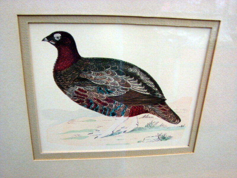 Vintage Wild Game Bird Horizontal Framed Matted Print Drawing, Moose-R-Us.Com Log Cabin Decor