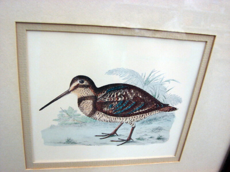 Vintage Wild Game Bird Horizontal Framed Matted Print Drawing, Moose-R-Us.Com Log Cabin Decor