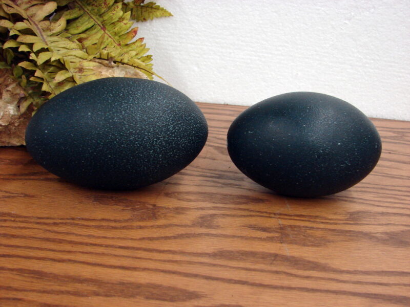 Gorgeous Real Emu Eggs Heavy Duty Large Midnight Blue Black Tint Crafts, Moose-R-Us.Com Log Cabin Decor