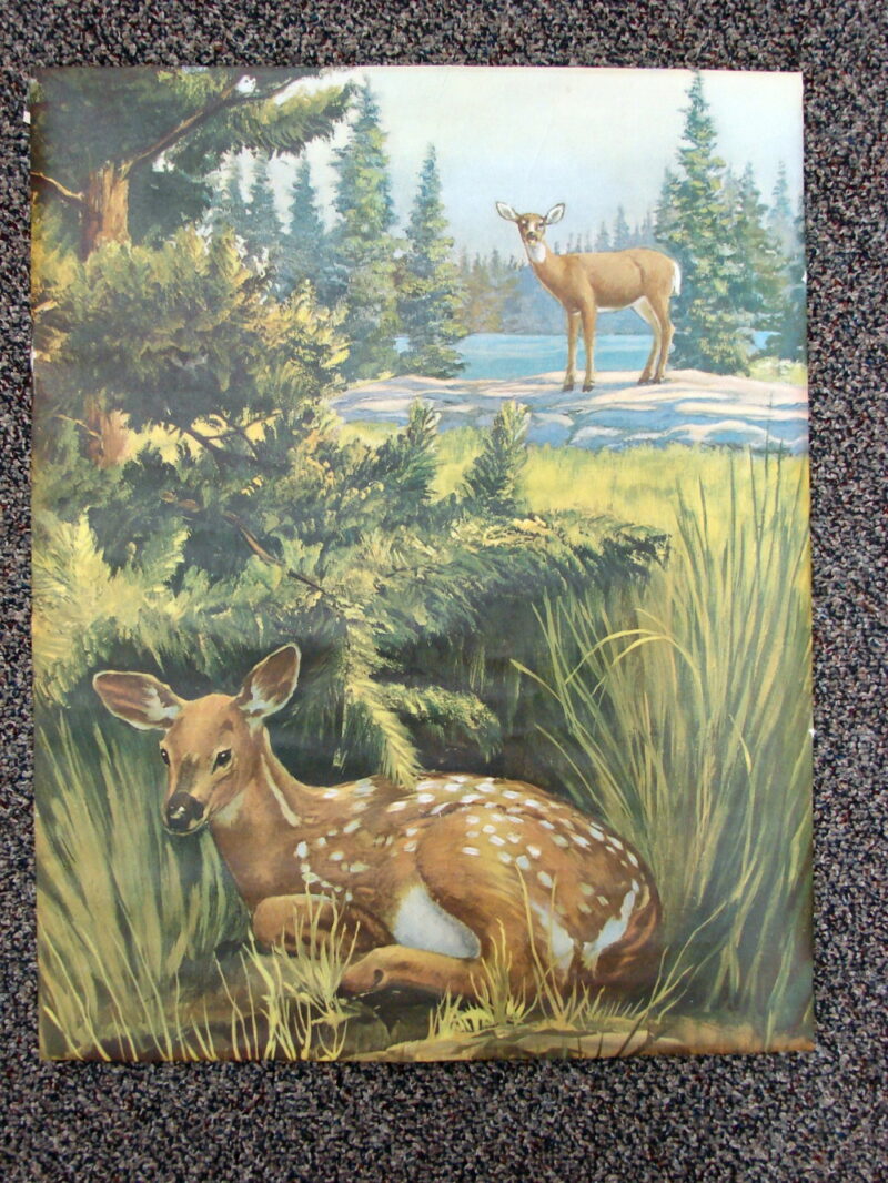 Vintage August Holland Whitetail Deer Fawn Always Alert Framed Print, Moose-R-Us.Com Log Cabin Decor