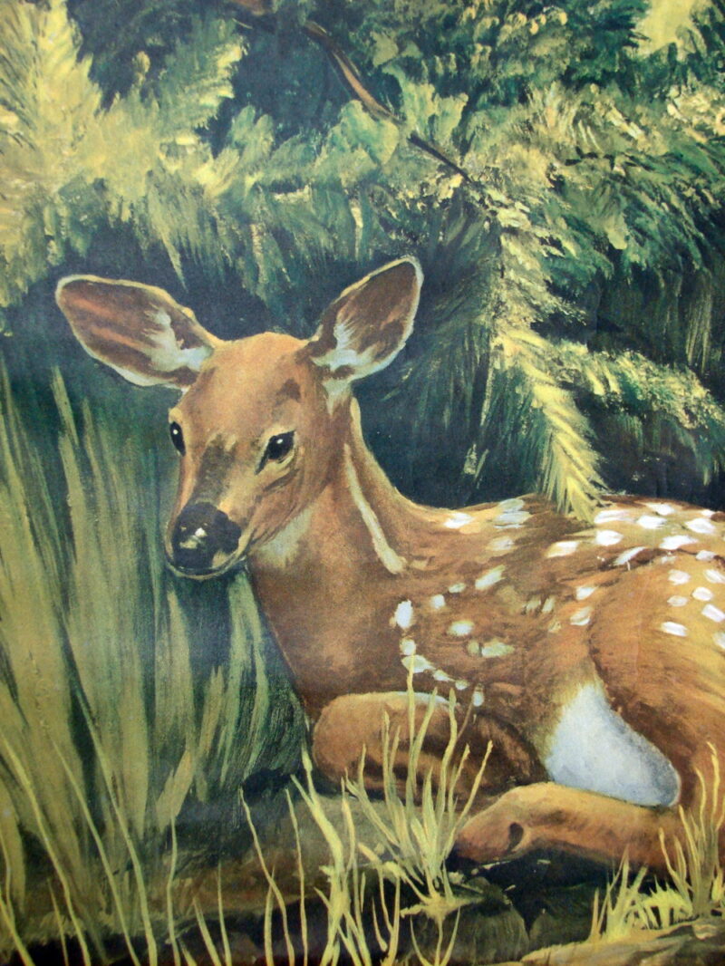 Vintage August Holland Whitetail Deer Fawn Always Alert Framed Print, Moose-R-Us.Com Log Cabin Decor