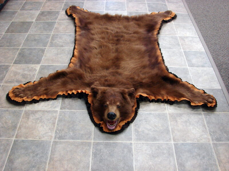 Real Black Bear Rug Taxidermy Hide Pelt Fur Cinnamon Brown Phase Gold Brown Felt, Moose-R-Us.Com Log Cabin Decor