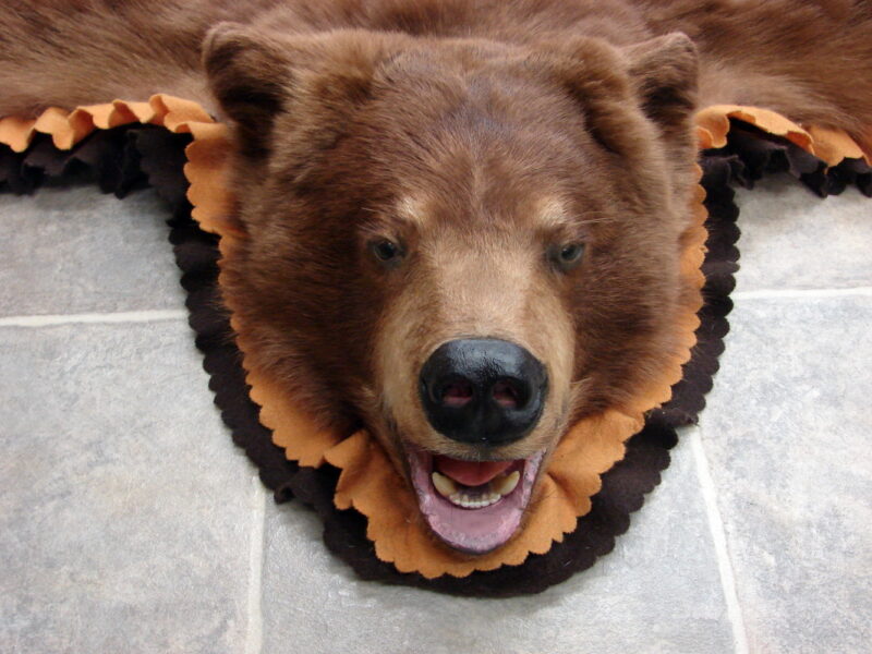 Real Black Bear Rug Taxidermy Hide Pelt Fur Cinnamon Brown Phase Gold Brown Felt, Moose-R-Us.Com Log Cabin Decor