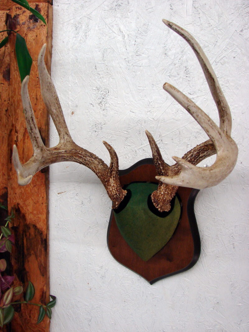 Vintage 10 Pt Whitetail Deer Antlers on Velvet Plaque Wall Hanger Antler, Moose-R-Us.Com Log Cabin Decor