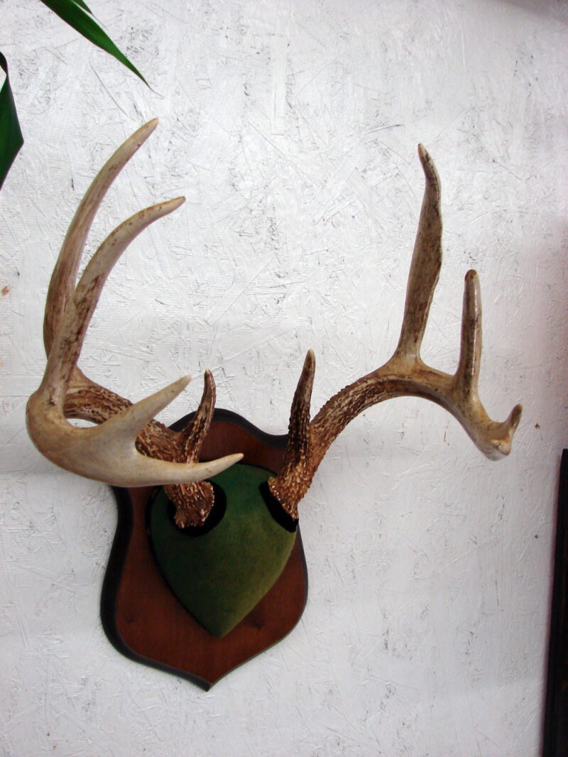 Vintage 10 Pt Whitetail Deer Antlers on Velvet Plaque Wall Hanger Antler, Moose-R-Us.Com Log Cabin Decor