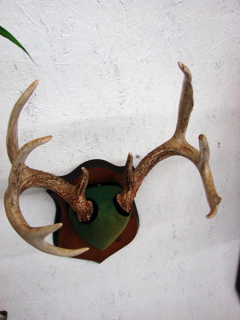 Vintage 10 Pt Whitetail Deer Antlers on Velvet Plaque Wall Hanger Antler, Moose-R-Us.Com Log Cabin Decor