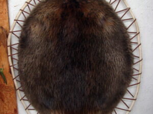 Taxidermy Tanned Beaver Pelt on Wood Wrapped Branch Hoop Wall Hanging