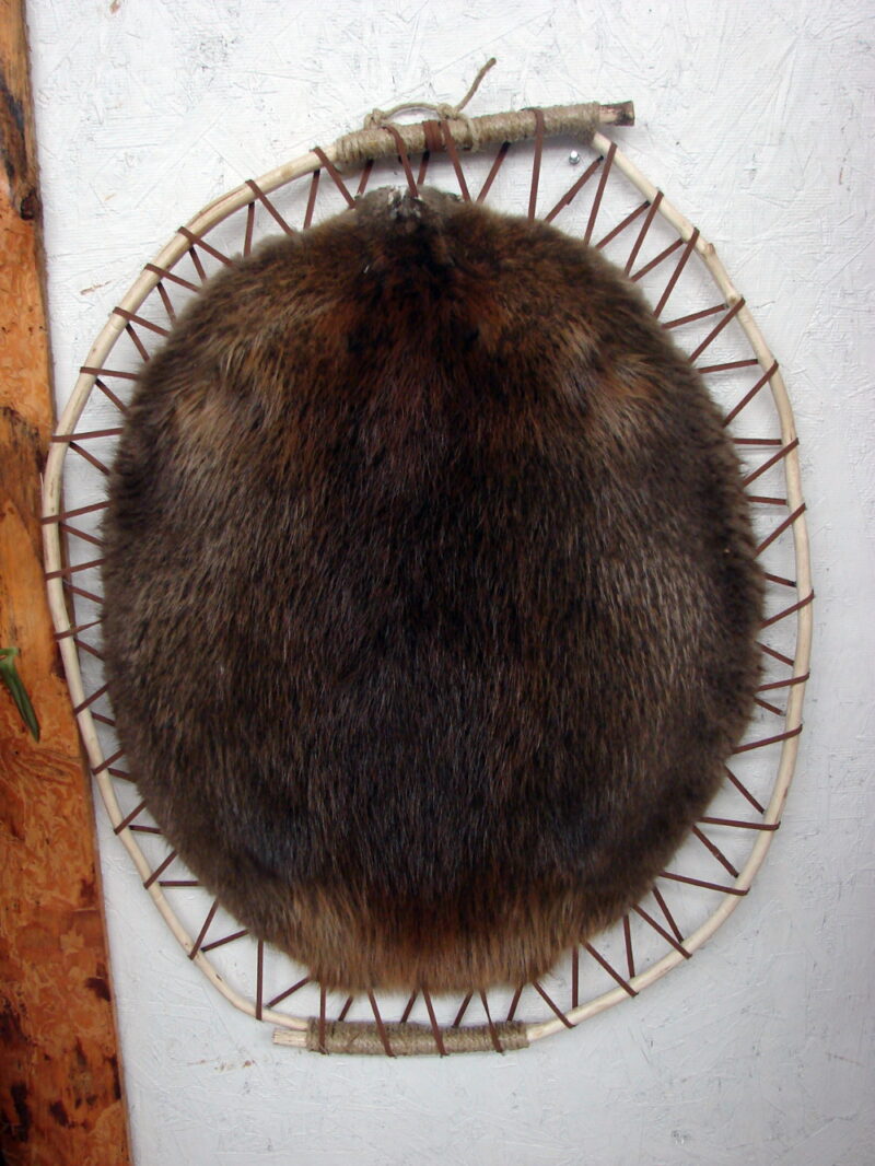 Taxidermy Tanned Beaver Pelt on Wood Wrapped Branch Hoop Wall Hanging, Moose-R-Us.Com Log Cabin Decor