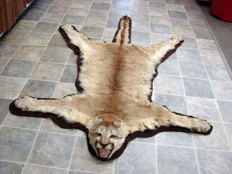 Real Mountain Lion Cougar Taxidermy Fur Pelt Rug, Moose-R-Us.Com Log Cabin Decor