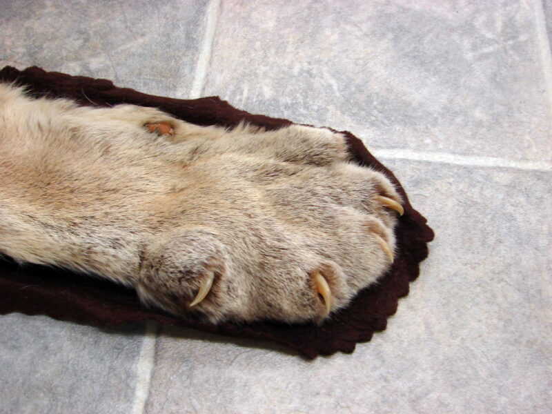Real Mountain Lion Cougar Taxidermy Fur Pelt Rug, Moose-R-Us.Com Log Cabin Decor