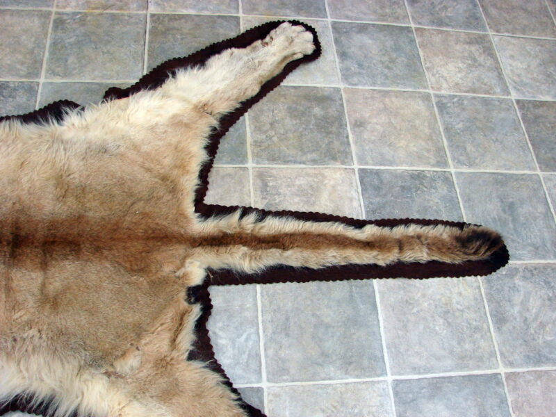 Real Mountain Lion Cougar Taxidermy Fur Pelt Rug, Moose-R-Us.Com Log Cabin Decor