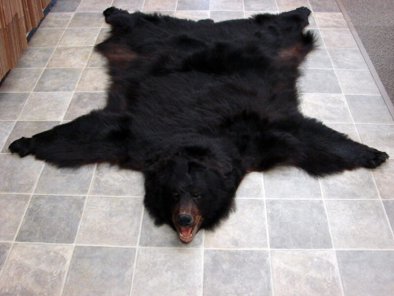 Real Black Bear Fur Taxidermy Hide Pelt w/ Head Ready for Felt Moose