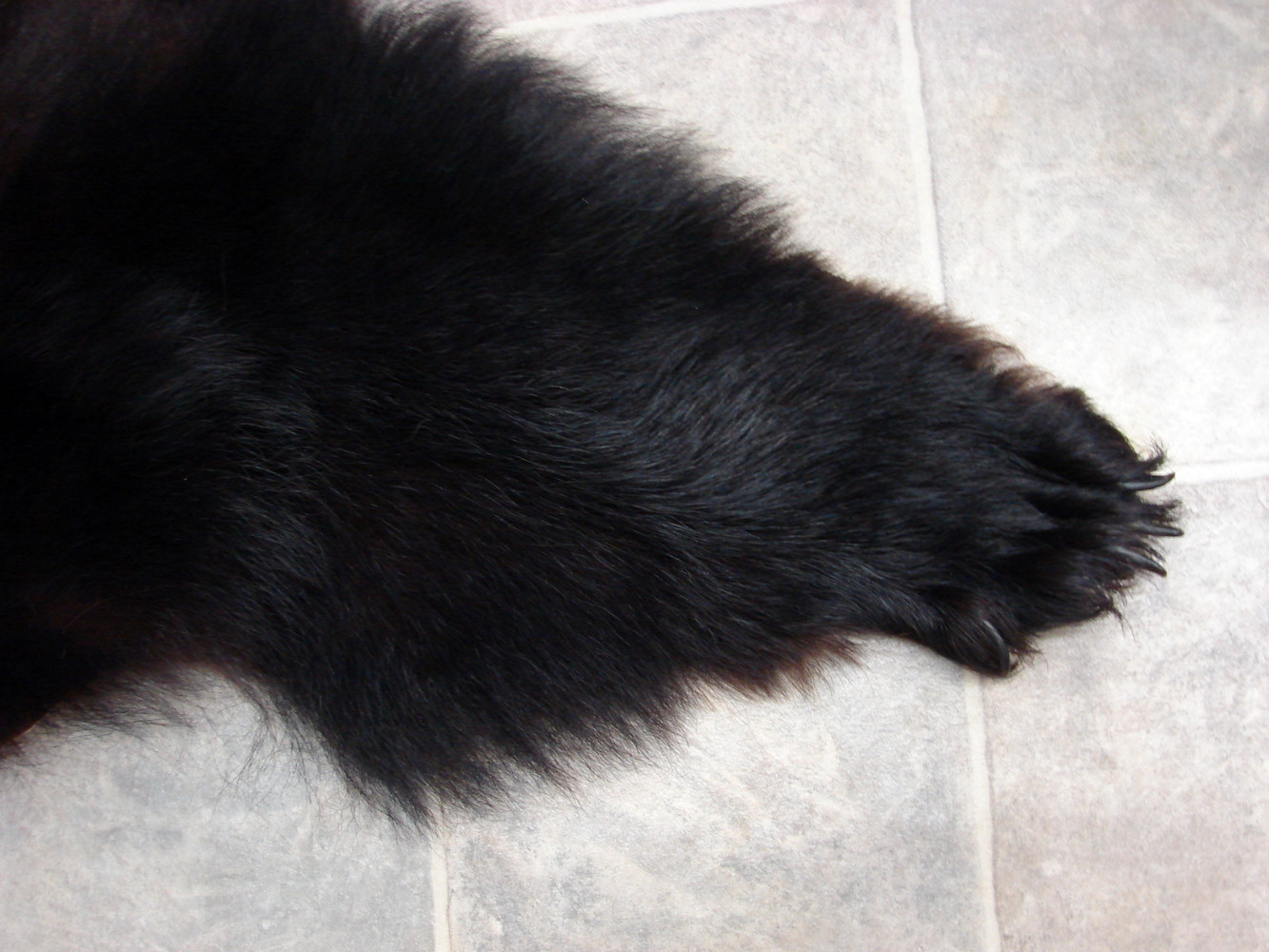Real Black Bear Fur Taxidermy Hide Pelt w/ Head Ready for Felt Moose