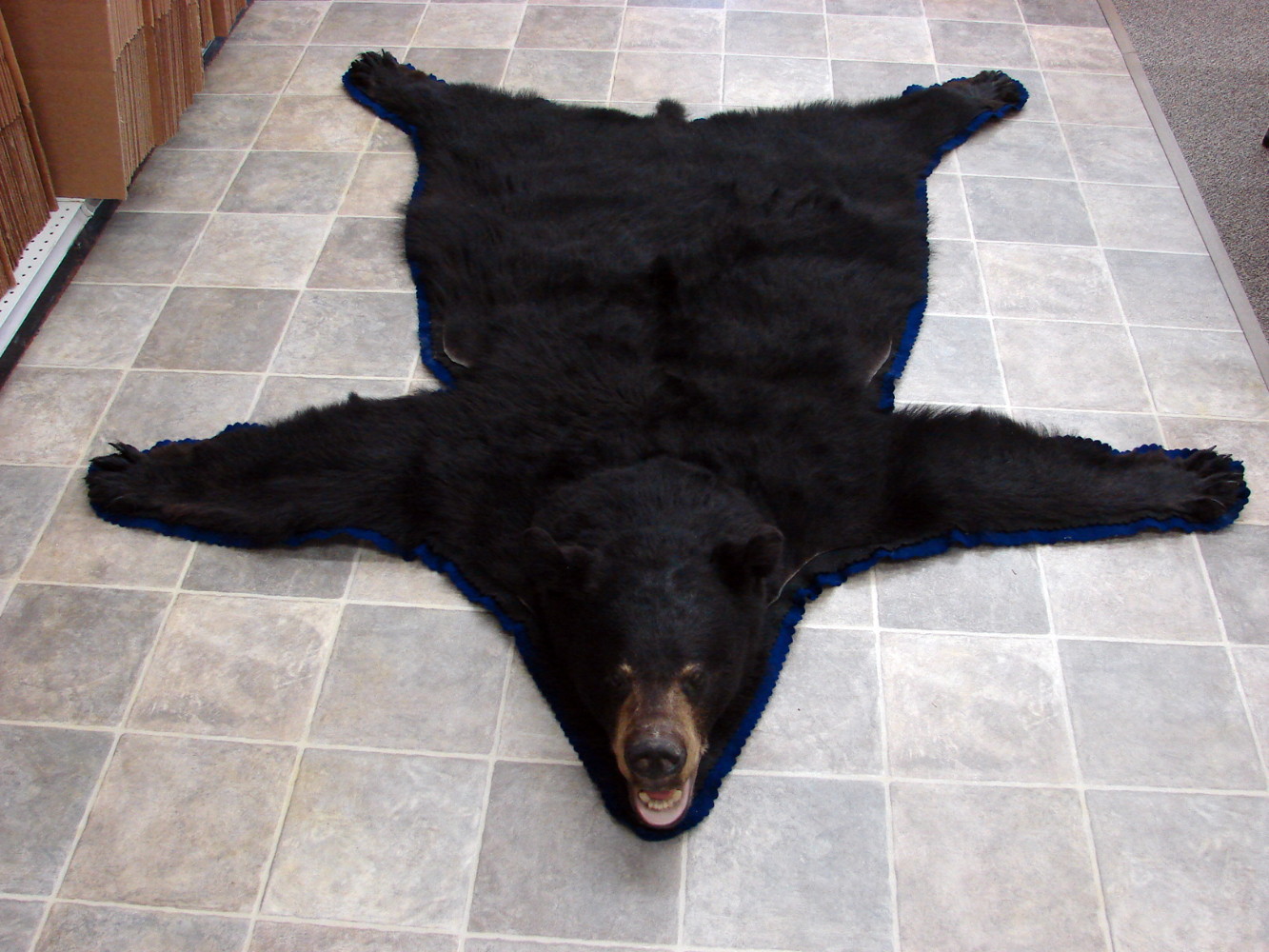 Real Black Bear Rug Taxidermy Hide Pelt Fur Black Royal Blue Felt Open