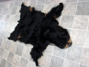 Real Black Bear Soft Shiny Taxidermy Hide Pelt Fur Craft w/ Face 72 x 52