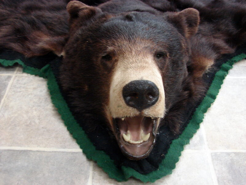 Real Black Bear Rug Taxidermy Hide Pelt Fur Black Forest Green Felt Open Mouth, Moose-R-Us.Com Log Cabin Decor
