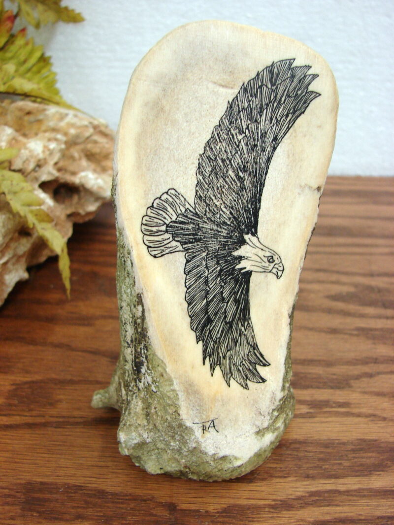 Real Moose Antler Shed Slice Artwork Hand Drawing Soaring Bald Eagle Engraving, Moose-R-Us.Com Antiques Collectibles Log Cabin Decor