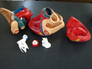 Human Anatomy Model Dr School College Medical Condition Models