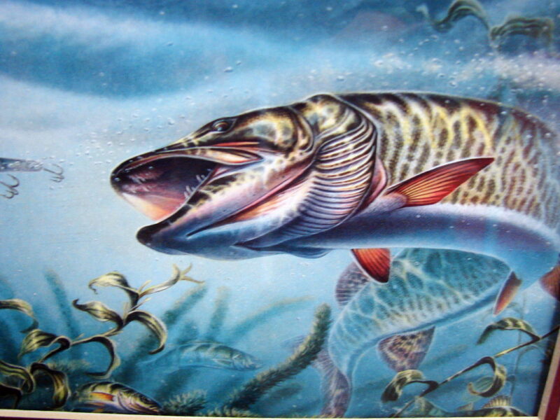 Terry Doughty Oak Framed Matted Fish Trio Walleye Bass Musky Northern Pike, Moose-R-Us.Com Log Cabin Decor