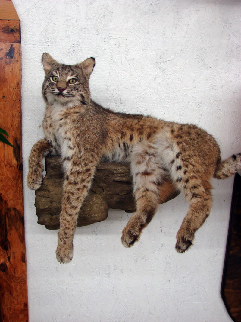 Real Bobcat Taxidermy Mount Full Body Laying on Rock Wall Hanger, Moose-R-Us.Com Log Cabin Decor