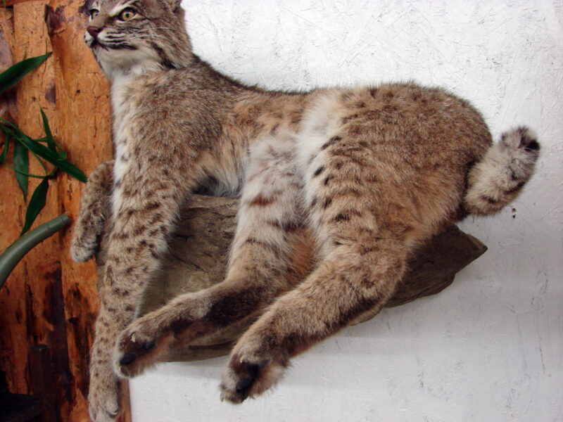 Real Bobcat Taxidermy Mount Full Body Laying on Rock Wall Hanger, Moose-R-Us.Com Log Cabin Decor