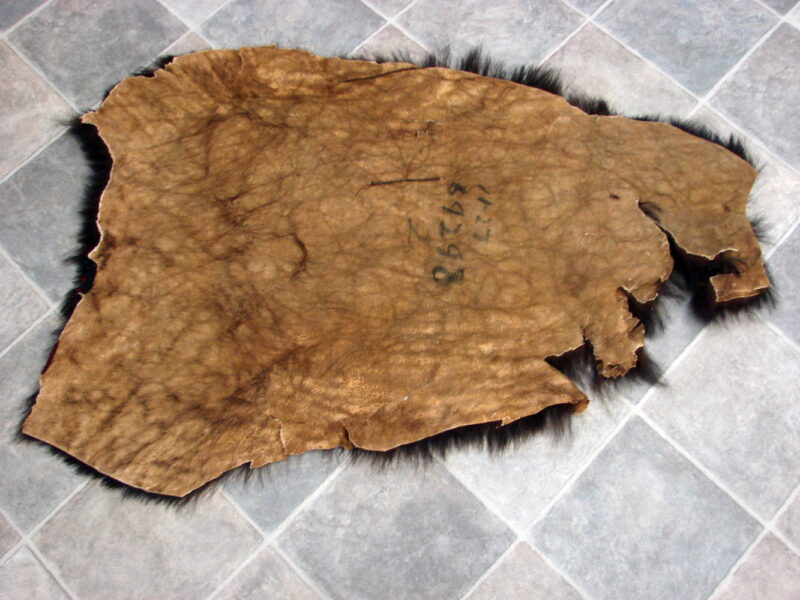 Vintage Real Black Bear Taxidermy Hide Pelt Fur Craft 46 x 32" - Image 2