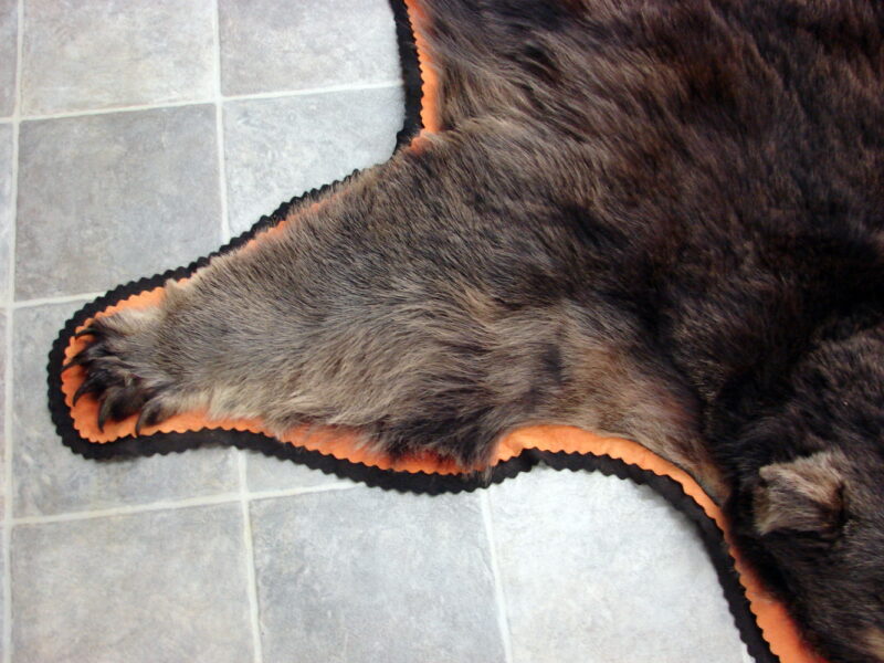 Real Black Bear Rug Taxidermy Hide Pelt Fur Orange Black Huge Bear Color Phase, Moose-R-Us.Com Log Cabin Decor