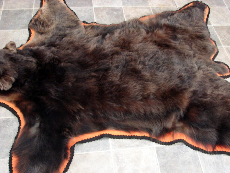 Real Black Bear Rug Taxidermy Hide Pelt Fur Orange Black Huge Bear Color Phase, Moose-R-Us.Com Log Cabin Decor