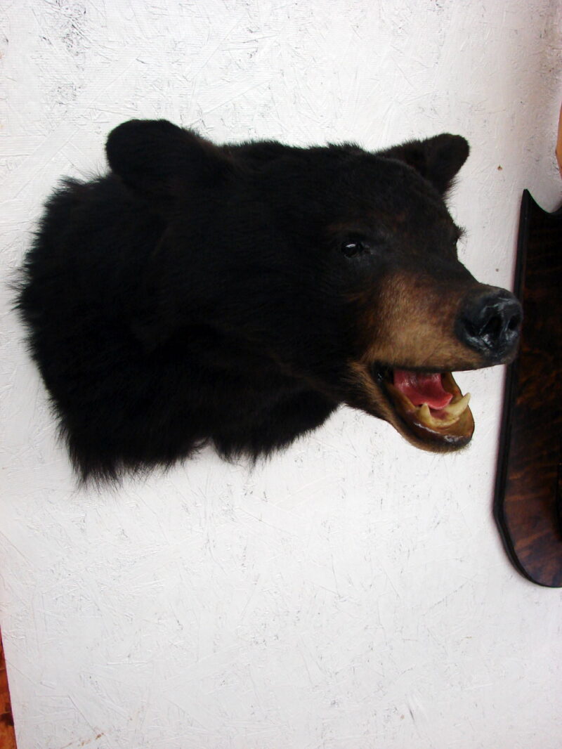 Real Black Bear Shoulder Mount Taxidermy Wall Mount Style 1, Moose-R-Us.Com Log Cabin Decor