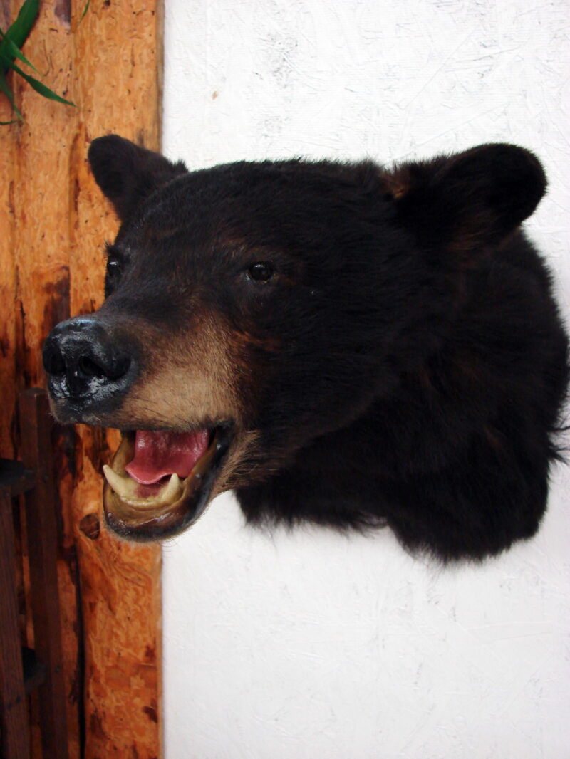 Real Black Bear Shoulder Mount Taxidermy Wall Mount Style 1, Moose-R-Us.Com Log Cabin Decor