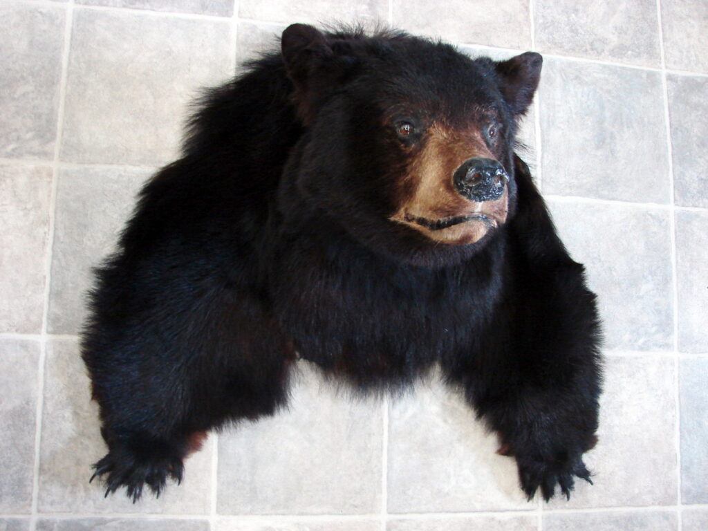 Real Black Bear Shoulder Mount w/ Front Legs Taxidermy Wall Mount