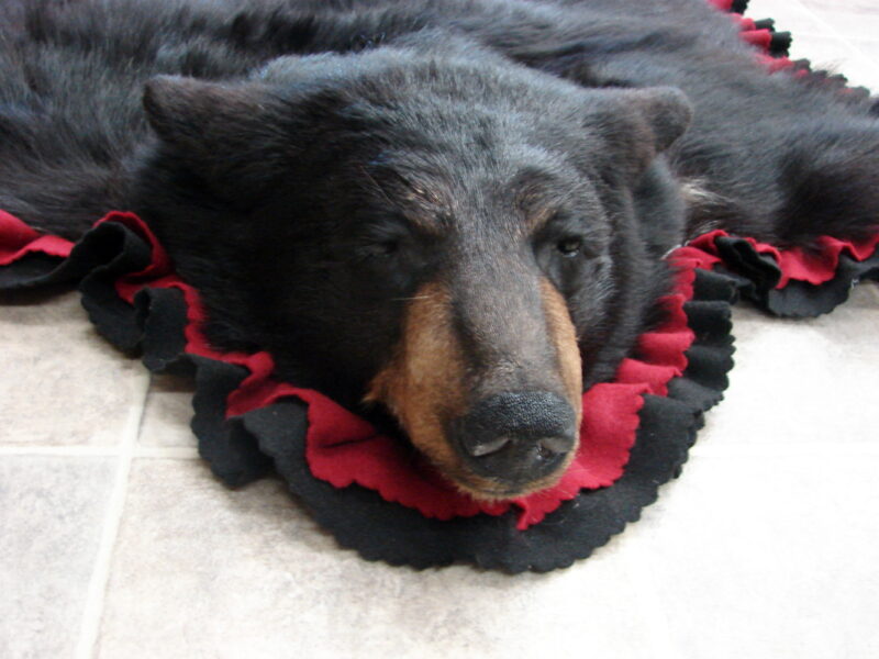 Real Black Bear Rug Taxidermy Hide Pelt Fur Cranberry Red Black Felt Closed Mouth, Moose-R-Us.Com Log Cabin Decor