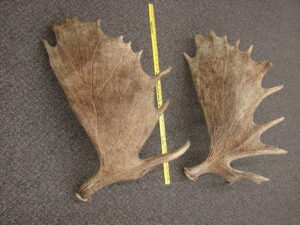 Prime Real Moose Antler Palm Shed Alaska Gorgeous Color For Sale