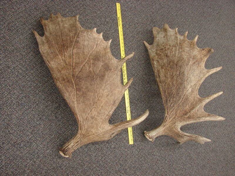 Prime Real Moose Antler Palm Shed Alaska Gorgeous Color For Sale, Moose-R-Us.Com Log Cabin Decor