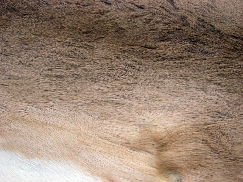 Large White Tail Deer Taxidermy Tanned Fur on Hide Pelt Prime Strip, Moose-R-Us.Com Log Cabin Decor