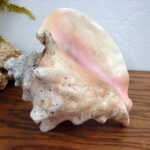 Real Seashell Conch Shell 9x7" Ocean Beach Decor Wedding Crafts
