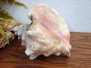 Real Seashell Spiral Stairway Bubble Shell Windchime Wind Chimes, Moose-R-Us.Com Log Cabin Decor