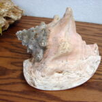 Real Seashell Conch Shell 9x7" Ocean Beach Decor Wedding Crafts - Image 2