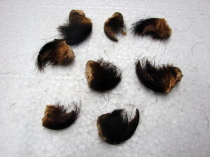 Genuine Real Black Bear Claw with Hide Knuckle for Crafts 1-1 3/4" Natural