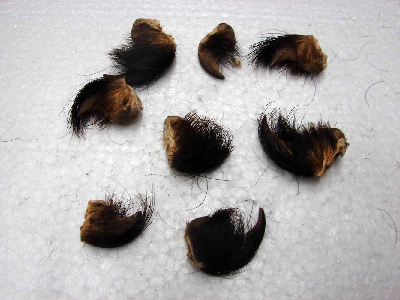 Genuine Real Black Bear Claw with Hide Knuckle for Crafts 1-1 3/4" Natural