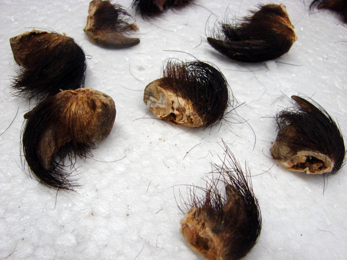 Genuine Real Black Bear Claw with Hide Knuckle for Crafts 1-1 3/4" Natural - Image 2