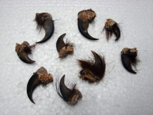 Genuine Real Black Bear Claw with Knuckle for Crafts 1 1/4 - 2" Natural