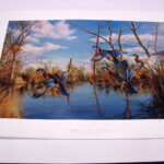 NOS Print David Maas Reflections of Autumn Wood Ducks 10/1500