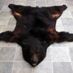 Preowned Real Black Bear Rug Taxidermy Hide Red Tint Pelt Fur Red Black Felt Open Mouth