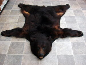 Real Black Bear Rug Taxidermy Hide Red Tint Pelt Fur Red Black Felt Open Mouth
