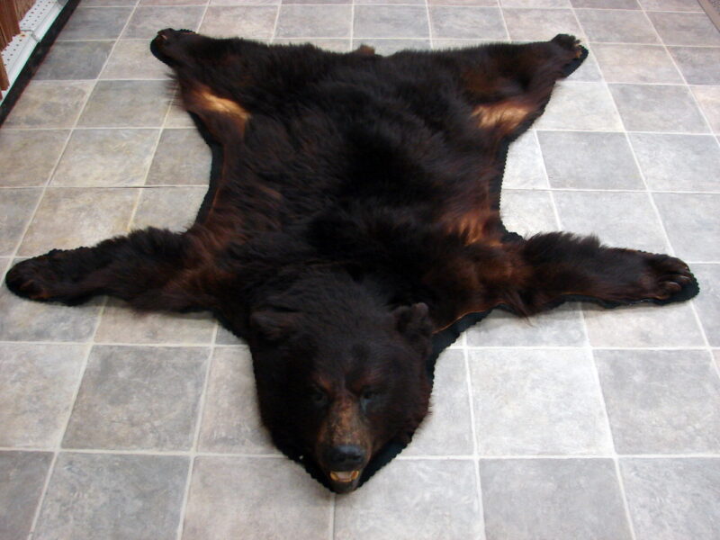 Preowned Real Black Bear Rug Taxidermy Hide Red Tint Pelt Fur Red Black Felt Open Mouth, Moose-R-Us.Com Log Cabin Decor